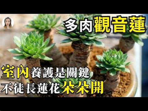 觀音蓮卷絹風水|觀音蓮卷絹風水：打造和諧空間的植物之選 – 植物盆栽綠寶典